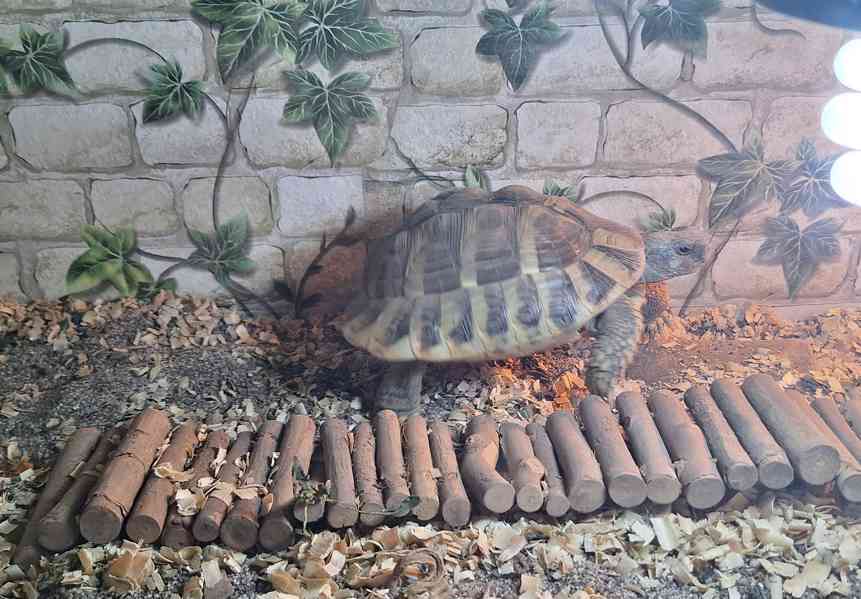 Želva zelenavá, samec 5 let - foto 2