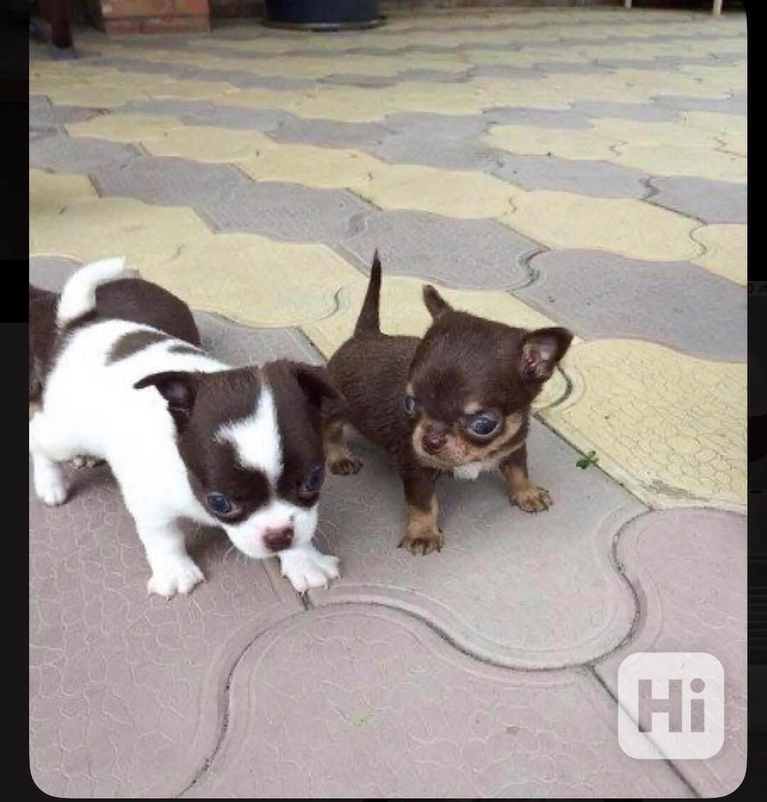 Štěňata čivavy na prodej - foto 1