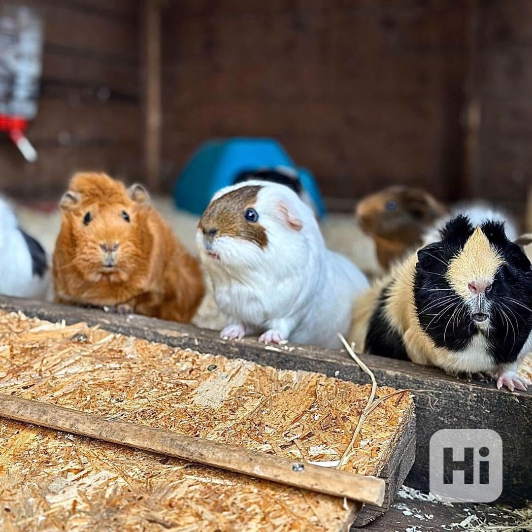 Nejroztomilejší morčata k prodeji  - foto 1