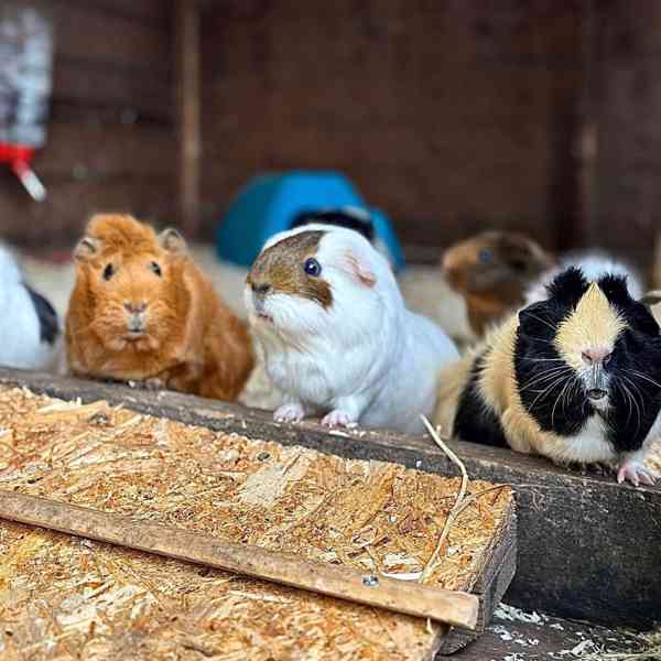 Nejroztomilejší morčata k prodeji 