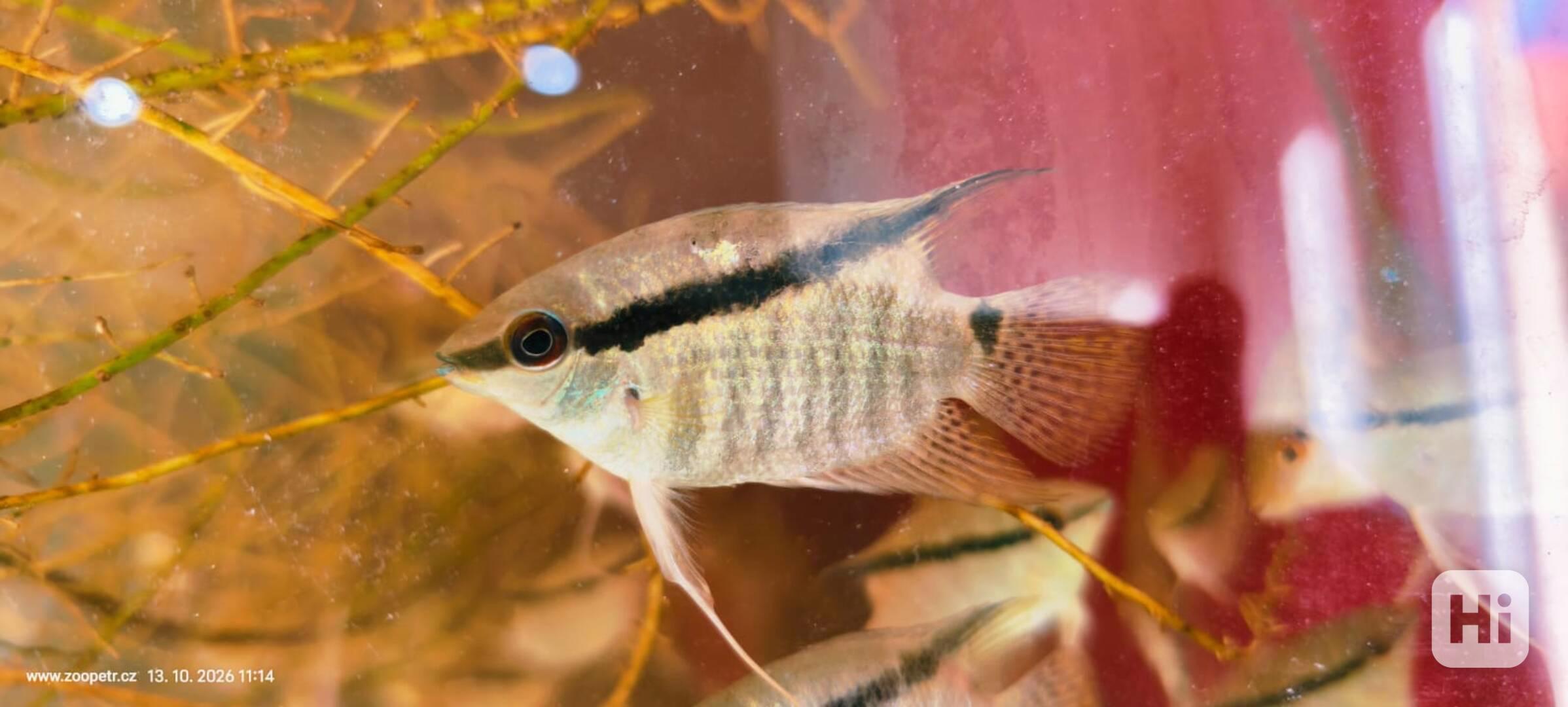 Kančík Mesonauta mirificus - foto 1