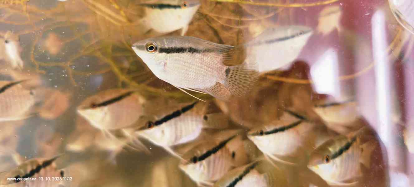 Kančík Mesonauta mirificus - foto 3