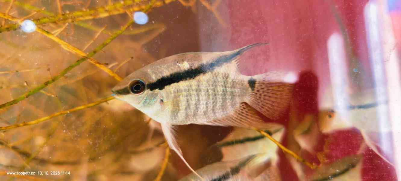 Kančík Mesonauta mirificus - foto 1