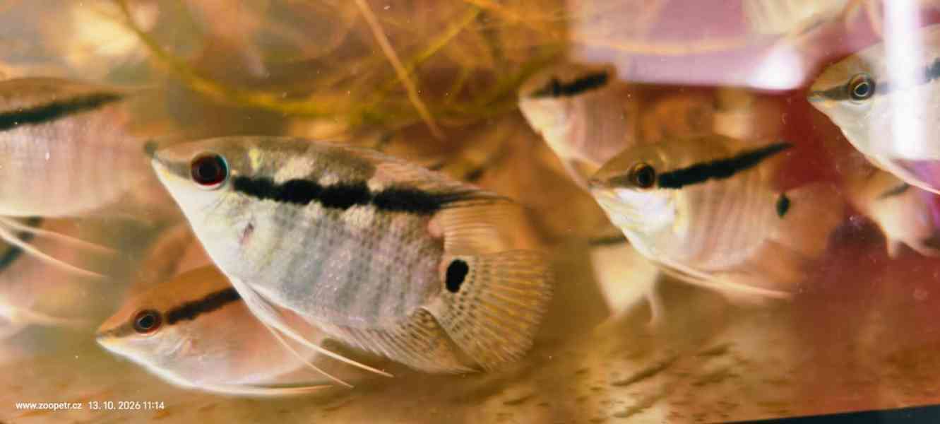 Kančík Mesonauta mirificus - foto 4