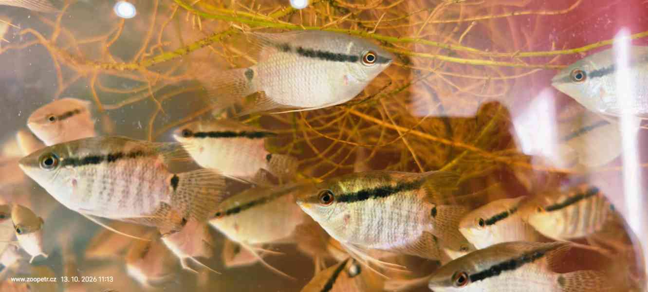 Kančík Mesonauta mirificus - foto 2