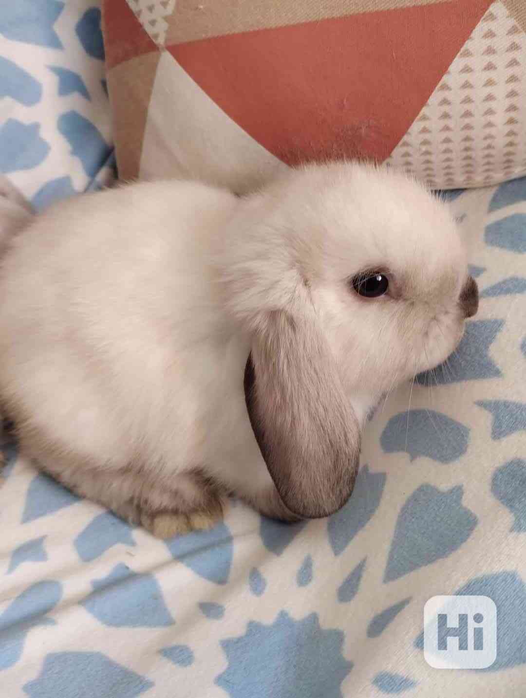 Králík  - foto 1