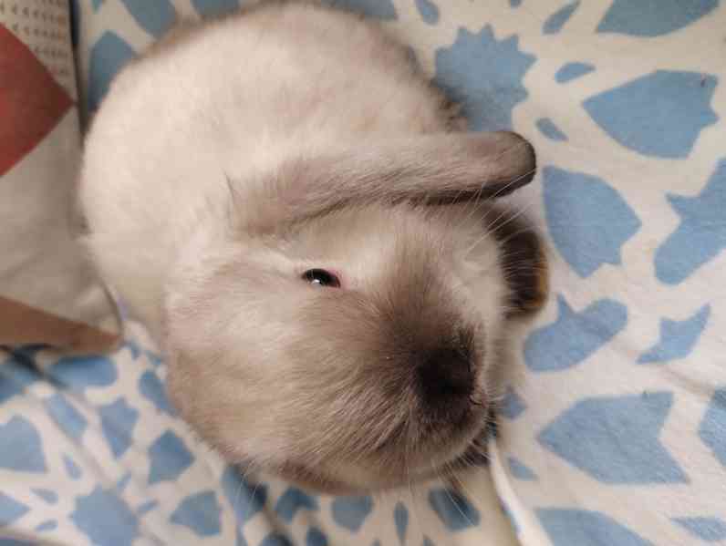 Králík  - foto 4