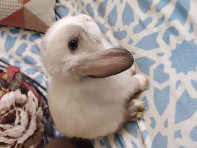 Králík  - foto 2