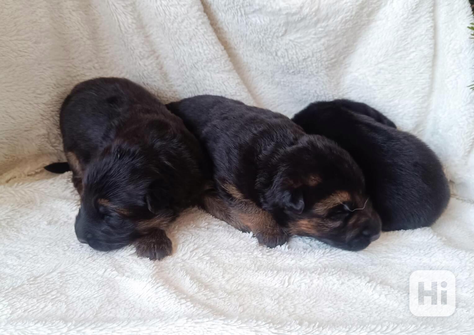 Německý ovčák- štěňata - foto 1
