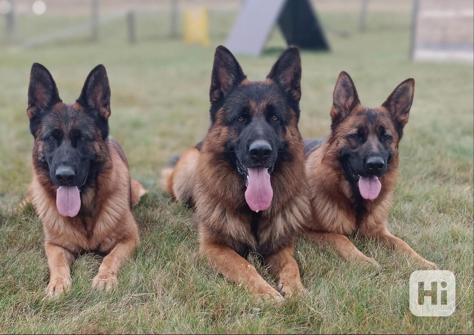 Německý ovčák- štěňata - foto 1