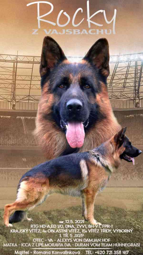 Německý ovčák- štěňata - foto 8