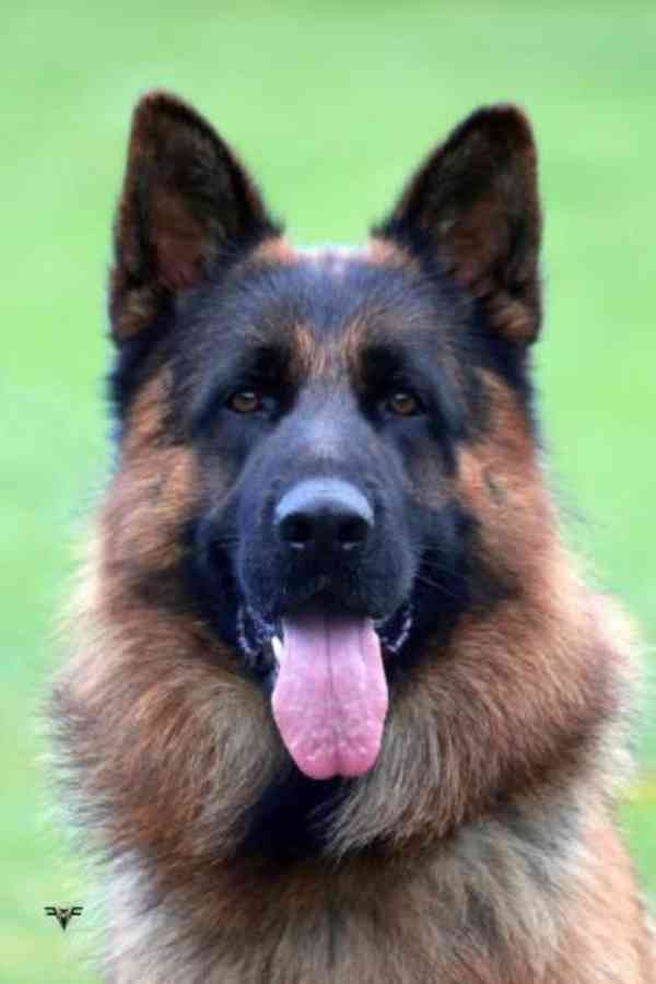 Německý ovčák- štěňata - foto 13