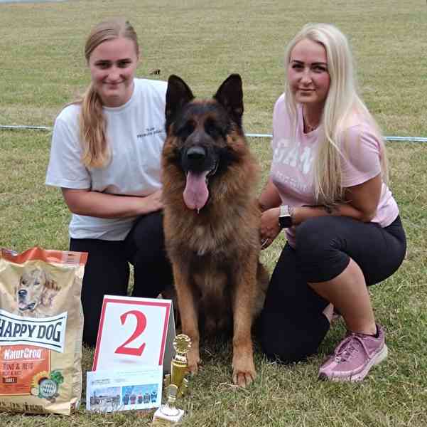 Německý ovčák- štěňata - foto 7