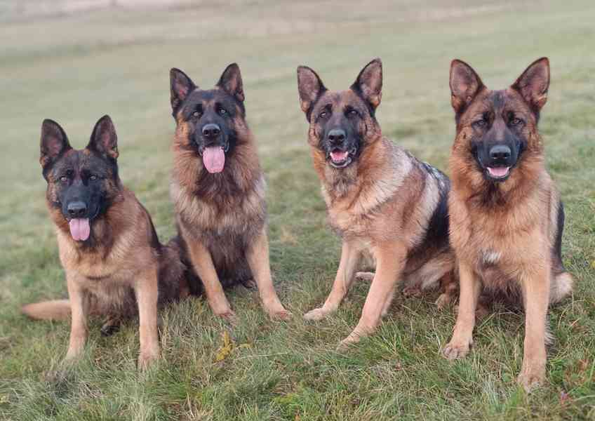 Německý ovčák- štěňata - foto 3