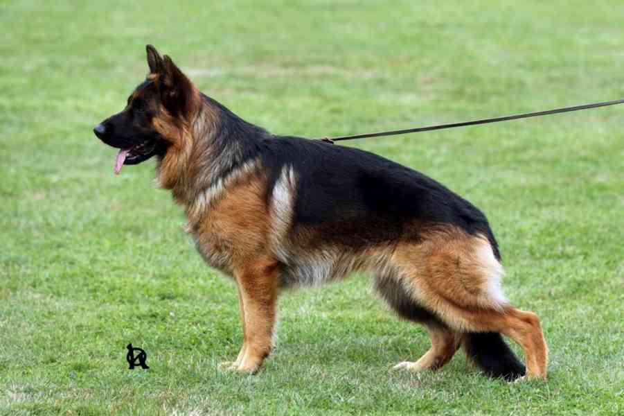 Německý ovčák- štěňata - foto 11