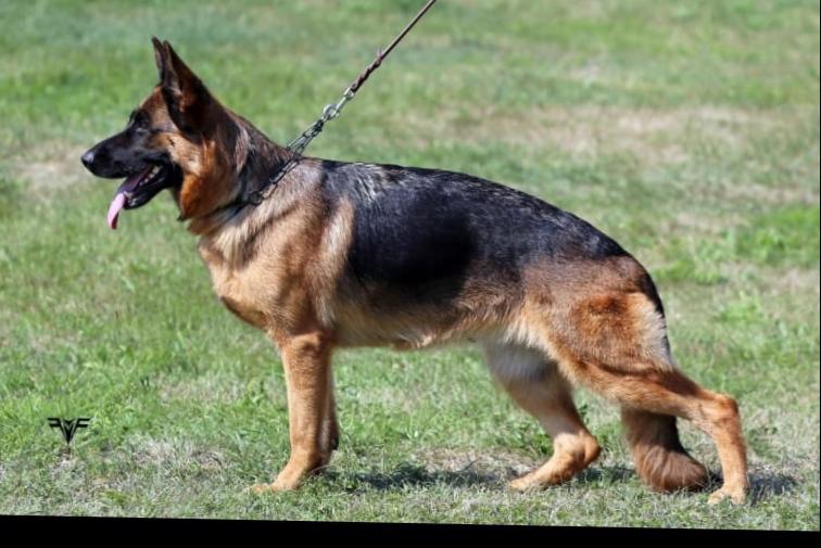 Německý ovčák- štěňata - foto 10