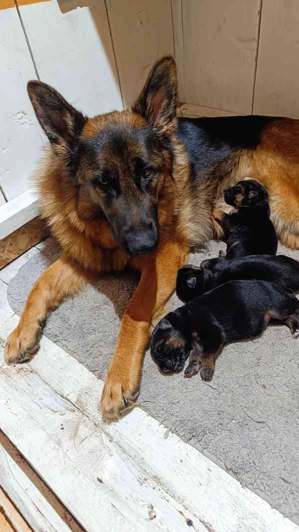 Německý ovčák- štěňata - foto 5