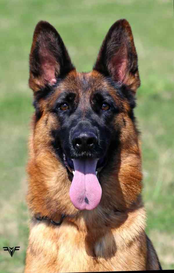 Německý ovčák- štěňata - foto 12