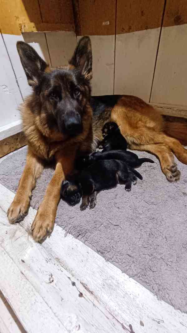 Německý ovčák- štěňata - foto 6
