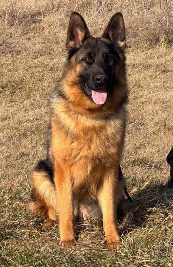 Německý ovčák- štěňata - foto 2