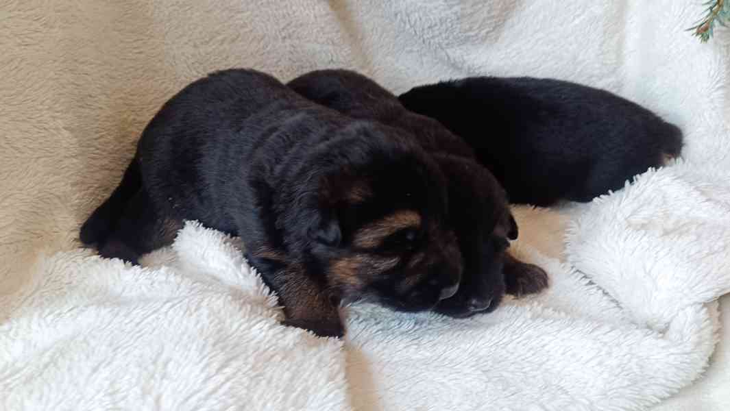 Německý ovčák- štěňata - foto 17