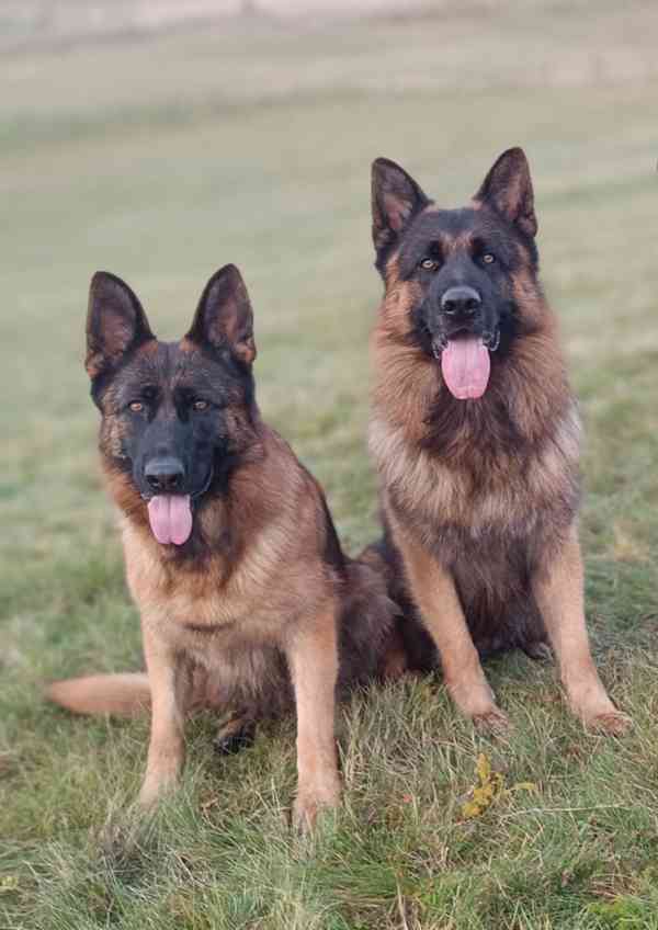 Německý ovčák- štěňata - foto 9