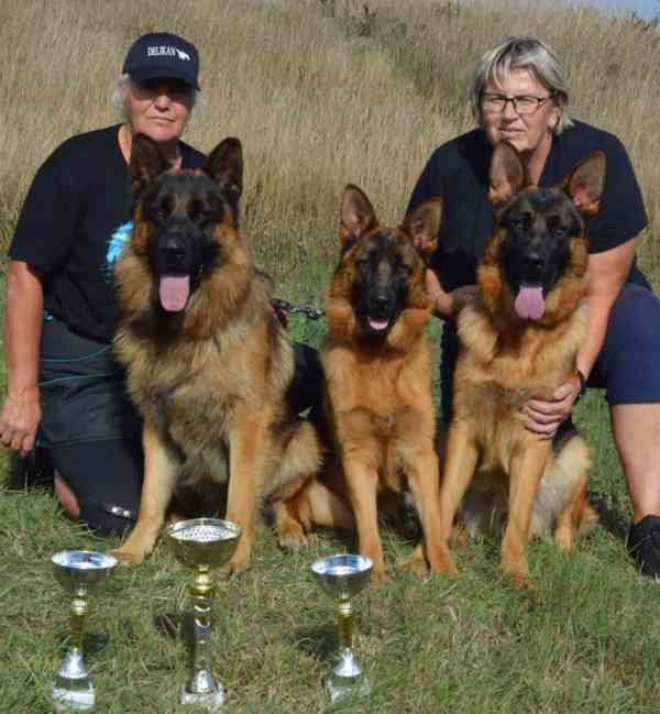 Německý ovčák- štěňata - foto 4