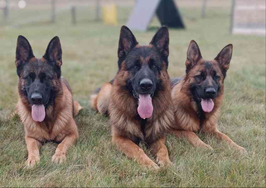 Německý ovčák- štěňata