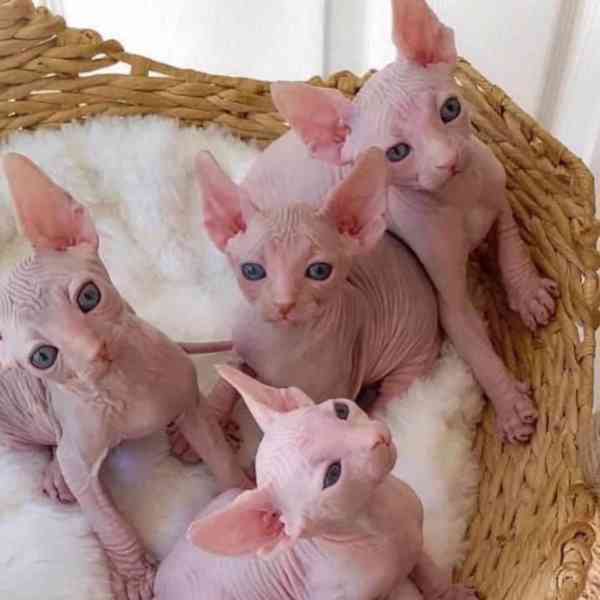 sphynx koťata s pp - foto 1