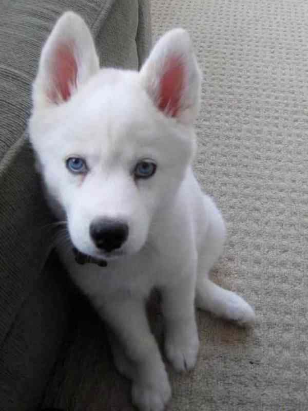 Štěňátka sibiřský husky - foto 2