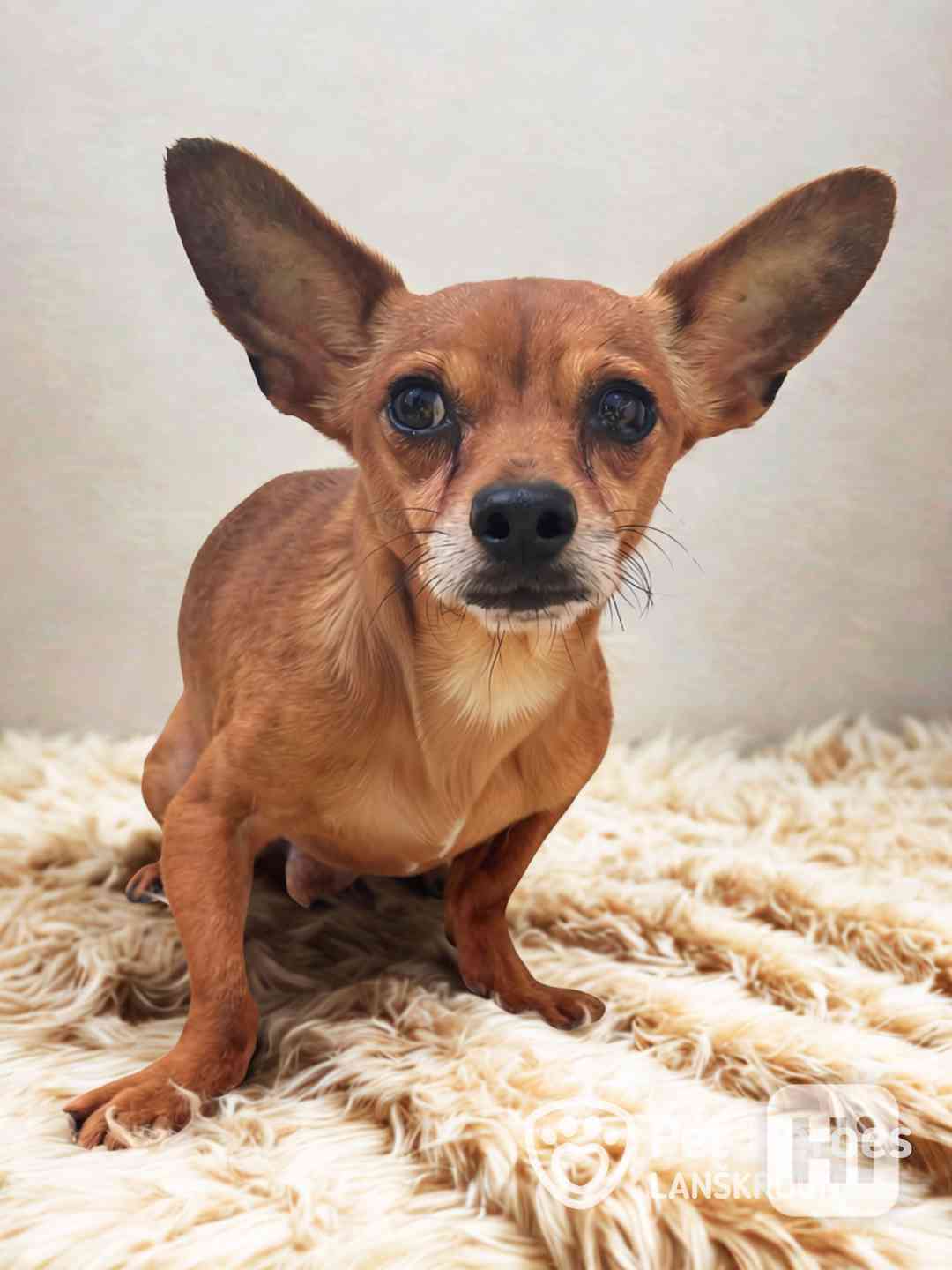 Argos ♥ sladký zrzeček, čivava k adopci - foto 1