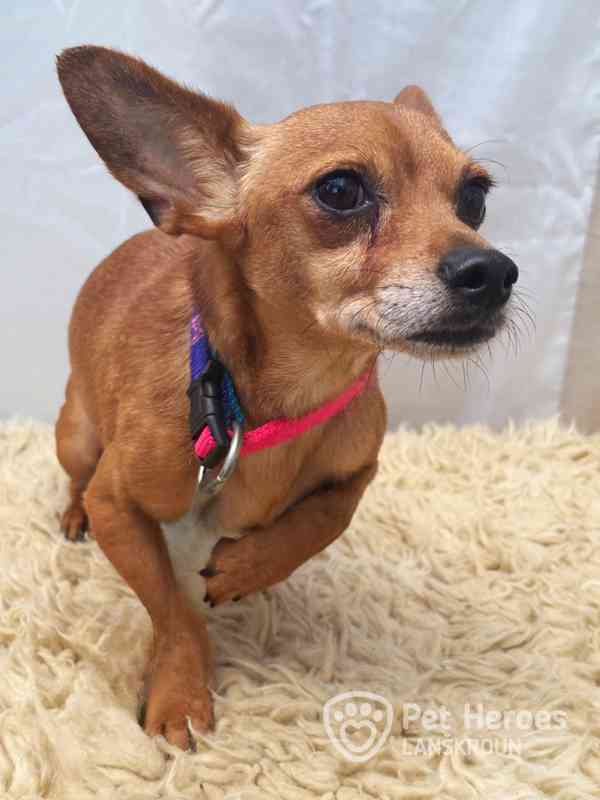 Argos ♥ sladký zrzeček, čivava k adopci - foto 4