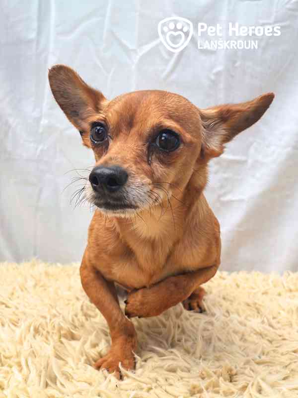Argos ♥ sladký zrzeček, čivava k adopci - foto 3
