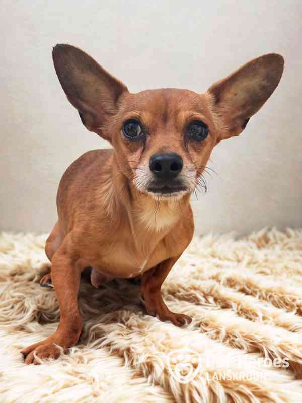 Argos ♥ sladký zrzeček, čivava k adopci - foto 1