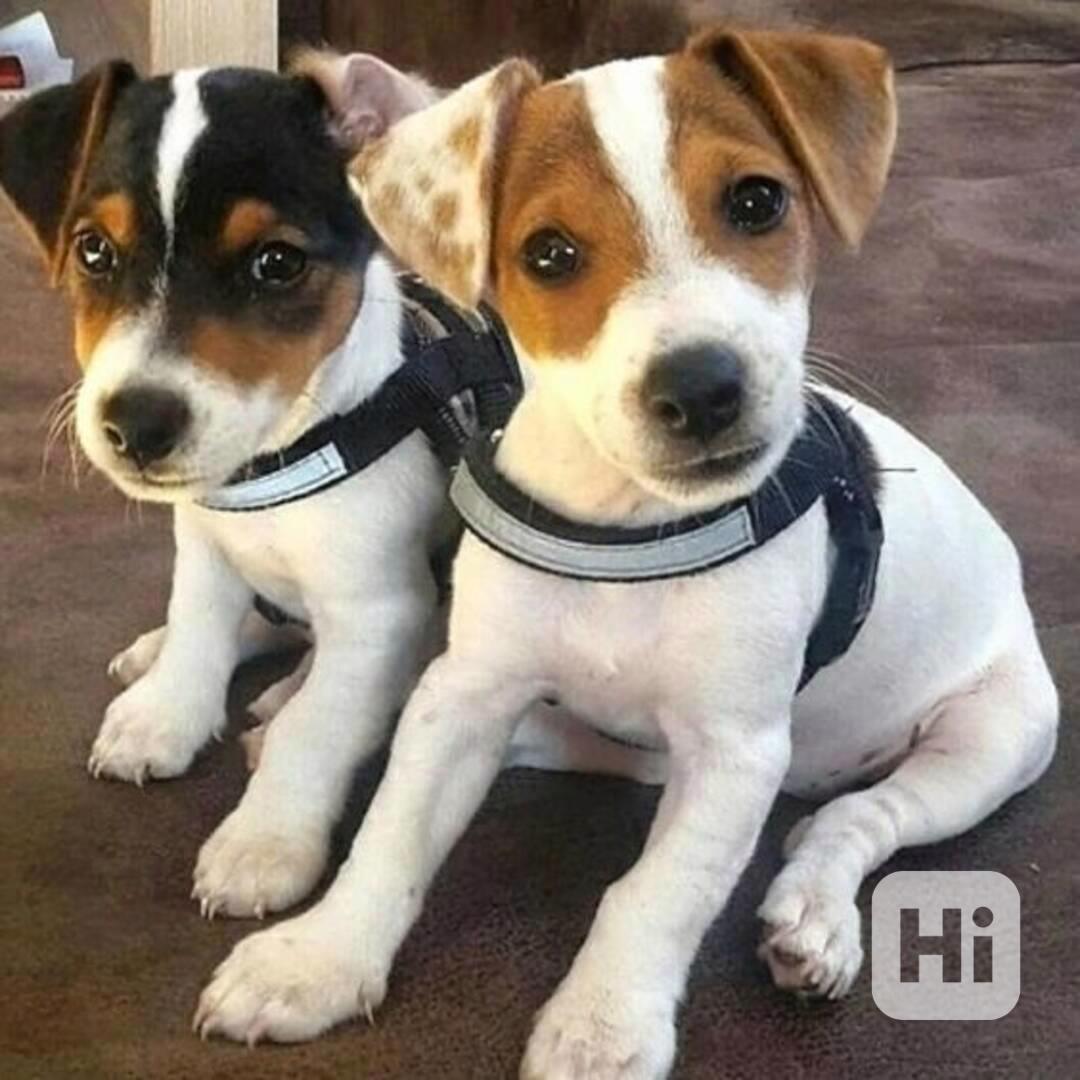 štěňata jack russell teriéra - foto 1