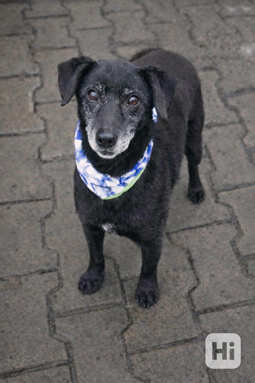 MUFÍK - 8 kg, kastrovaný psík 10 let  - foto 1