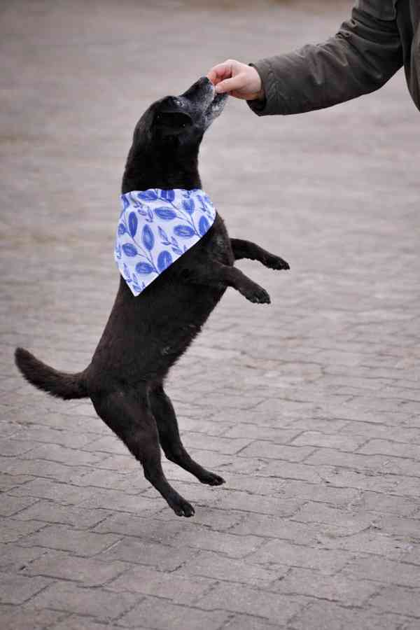 MUFÍK - 8 kg, kastrovaný psík 10 let  - foto 2