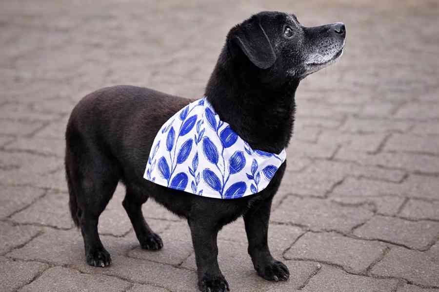 MUFÍK - 8 kg, kastrovaný psík 10 let  - foto 3