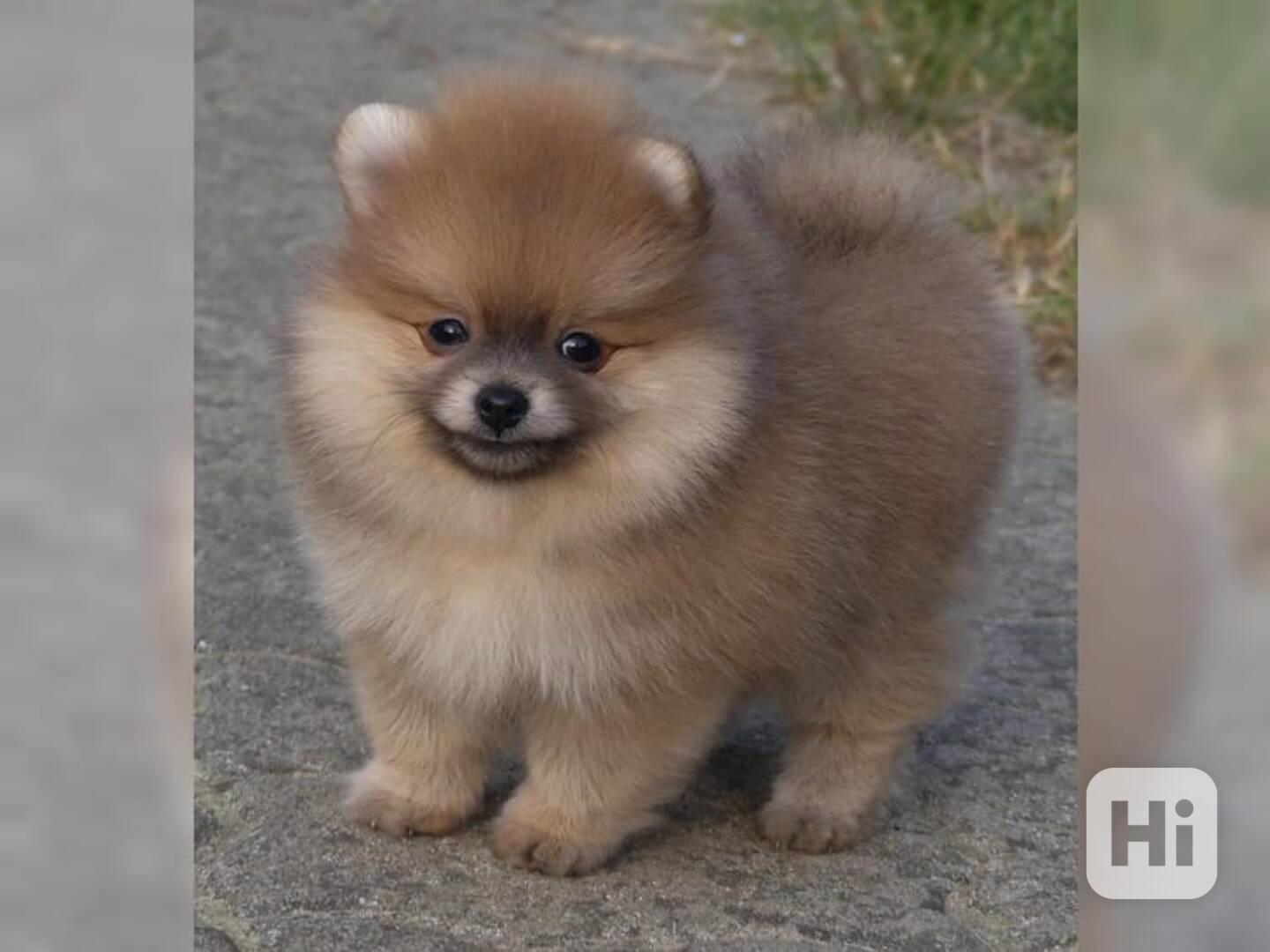 Pomeranian, Německý špic trpasličí. - foto 1
