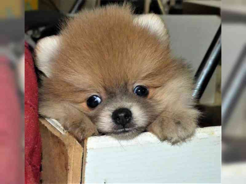 Pomeranian, Německý špic trpasličí. - foto 4