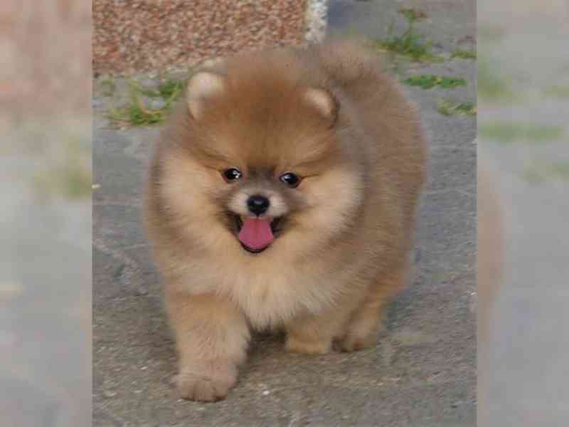 Pomeranian, Německý špic trpasličí. - foto 3