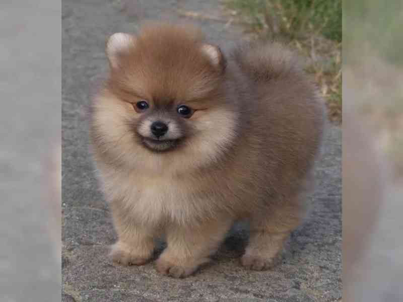 Pomeranian, Německý špic trpasličí. - foto 1