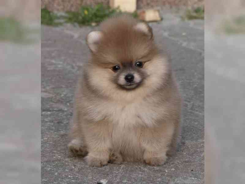 Pomeranian, Německý špic trpasličí. - foto 2