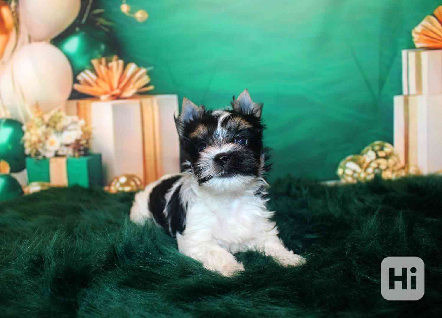 biewer terier s PP fenka  - foto 1