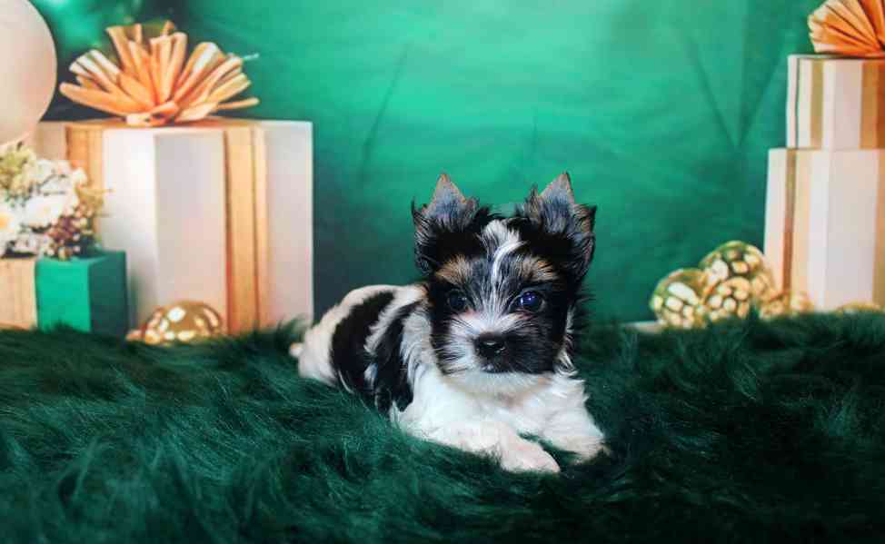 biewer terier s PP fenka  - foto 9