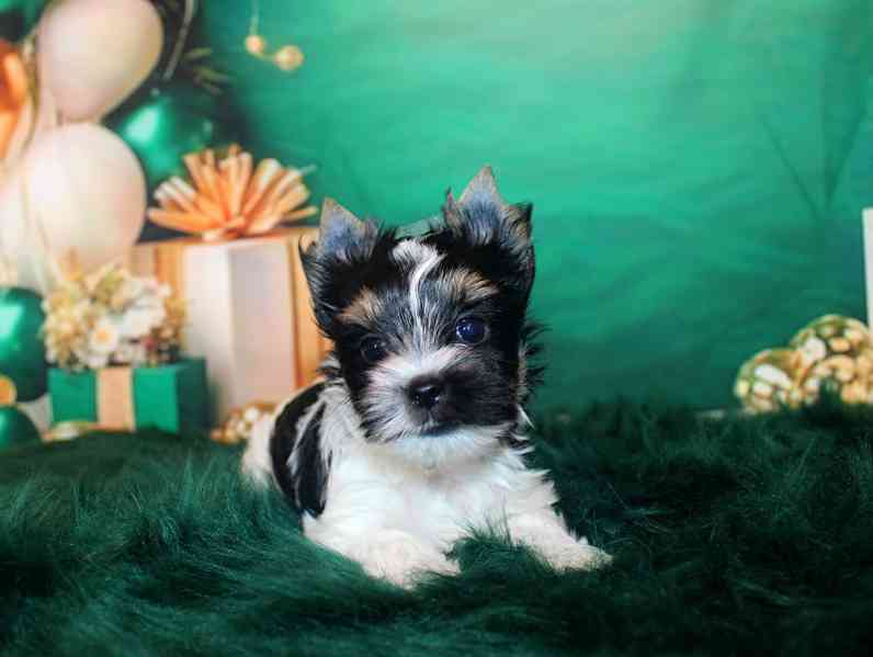 biewer terier s PP fenka  - foto 3