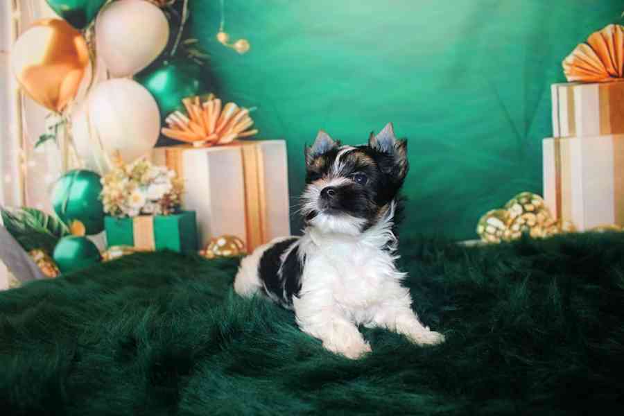 biewer terier s PP fenka  - foto 2