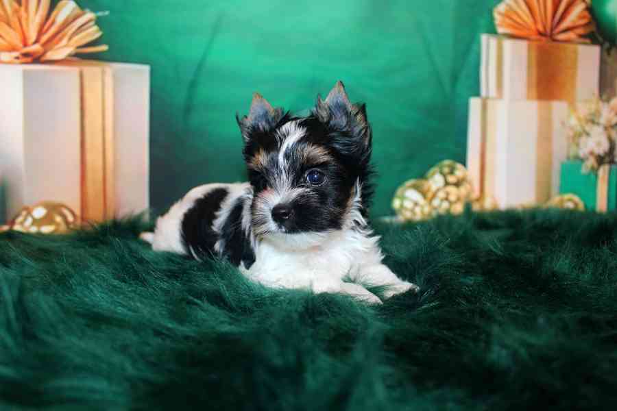 biewer terier s PP fenka  - foto 7