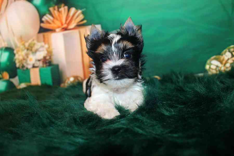 biewer terier s PP fenka  - foto 8