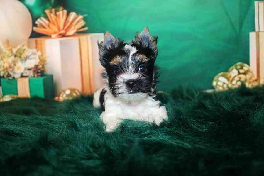 biewer terier s PP fenka  - foto 10